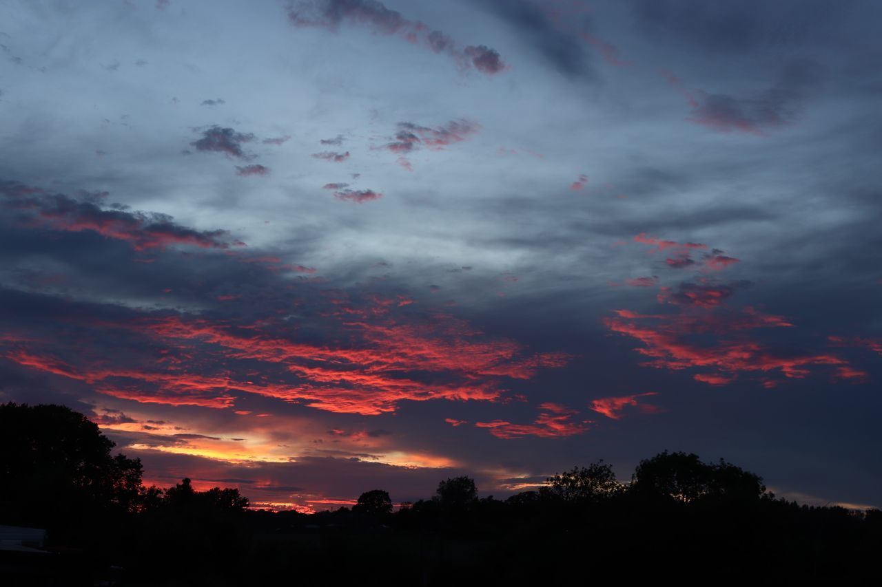 LOW ANGLE VIEW OF SILHOUETTE TREES AGAINST ORANGE SKY