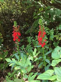 Close-up of red flowers blooming outdoors