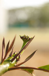 Close-up of flowering plant