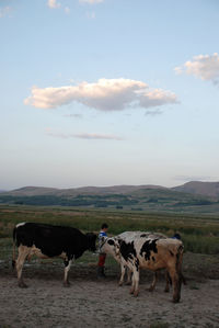 Cows standing in a field