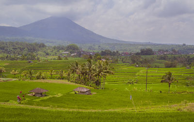 Scenic view of agricultural field against sky