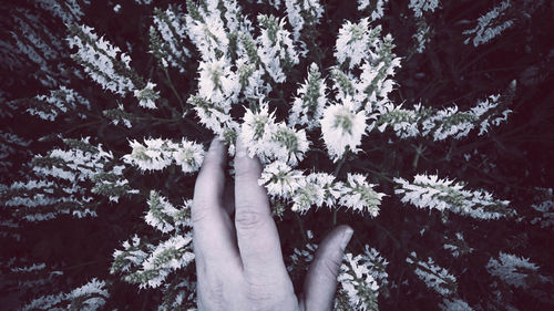 Close-up of person hand on flowering plant