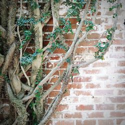 Close-up of plants against brick wall