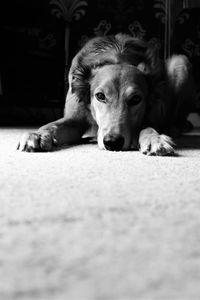 Close-up portrait of dog lying down