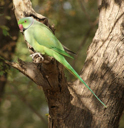 Close-up of parrot perching on tree trunk