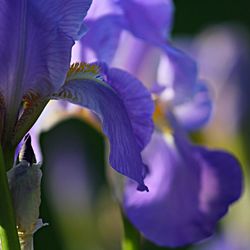 Close-up of purple flowers