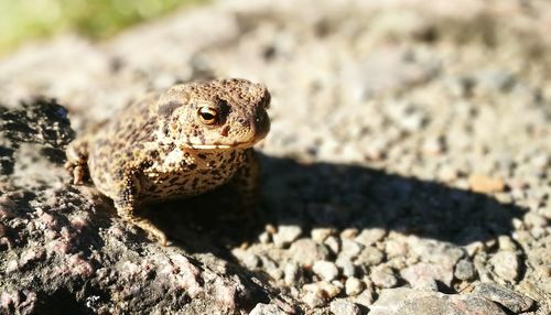 Close-up of lizard