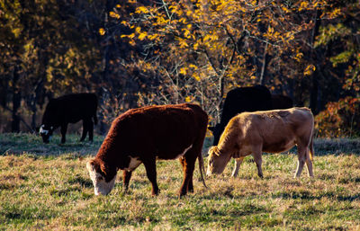 Cows grazing on field