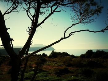 Bare trees on landscape