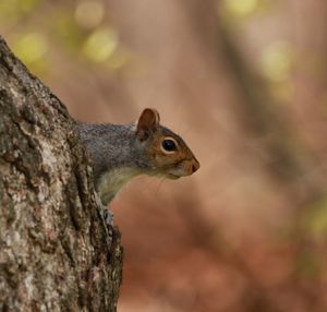 Close-up of squirrel on tree trunk