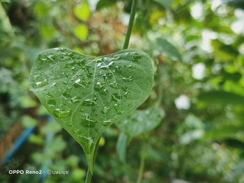 Close-up of wet plant leaves during rainy season