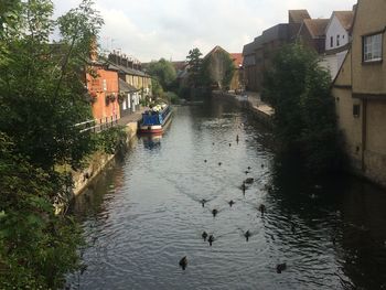 Swans swimming in river by houses against sky