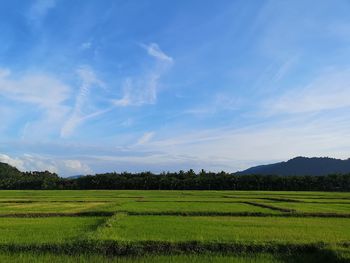 Scenic view of agricultural field against sky