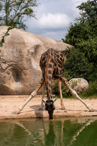 View of horse drinking water from lake