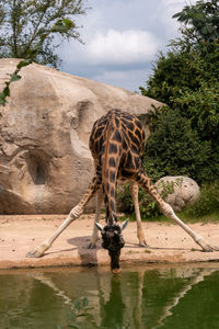 View of a giraffe drinking water from lake