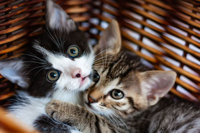 Close-up of cats kitten in basket