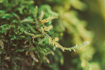 Close-up of pine tree