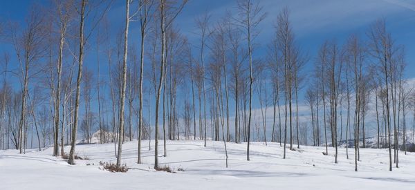Bare trees on snow covered landscape