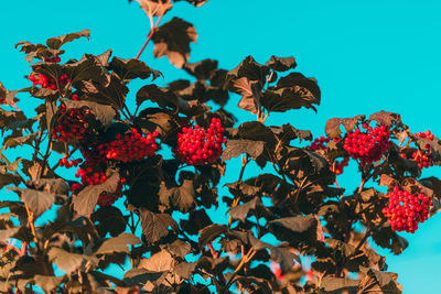Low angle view of flowering plants against blue sky