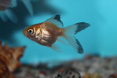 Close-up of fish swimming in sea