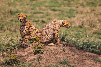 Cheetah with cub on field