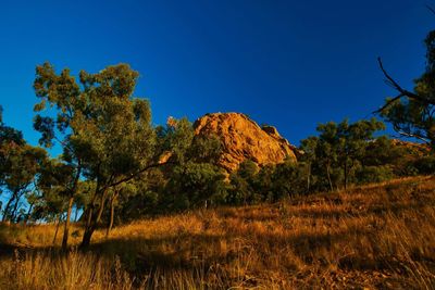 Low angle view of trees against clear blue sky