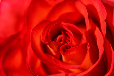 Close-up of rose