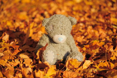 Close-up of autumn leaves on toy