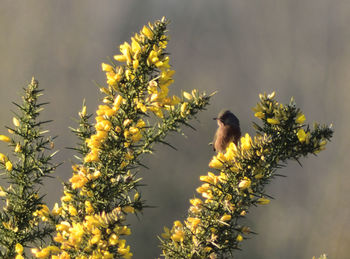 Low angle view of dartford warbler perching on flowering plant