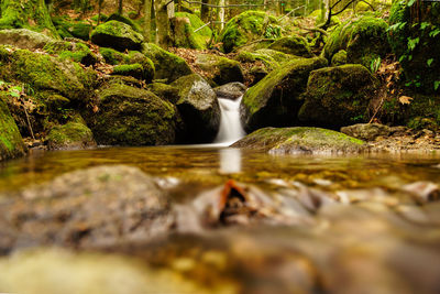 Scenic view of waterfall in forest