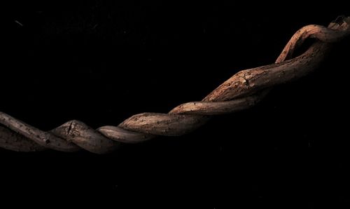 Close-up of crocodile against black background