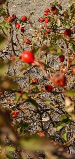 Close-up of fruits on tree