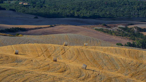 Scenic view of agricultural field