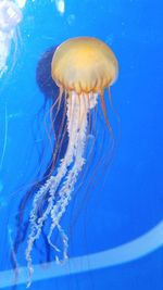 Close-up of jellyfish swimming in sea