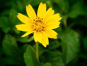 Close-up of yellow cosmos flower blooming outdoors