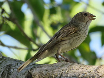 Close-up of bird perching on tree