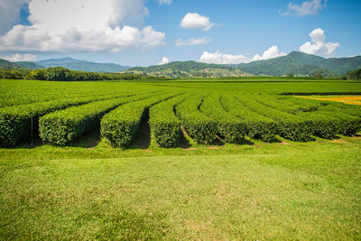 Scenic view of agricultural field against sky