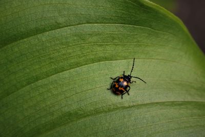 High angle view of insect on leaf