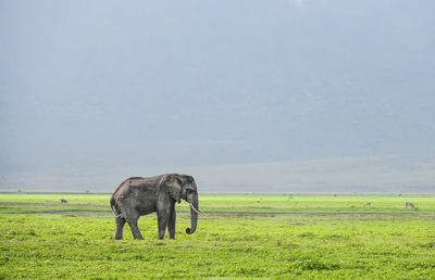 Horse in a field