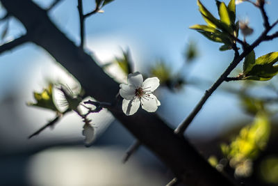 Close-up of white cherry blossom on tree