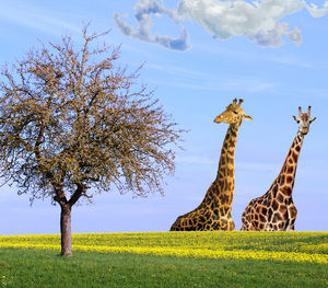 View of tree on field against sky