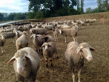 Sheep on grassy field