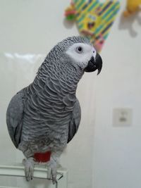 Close-up of a bird