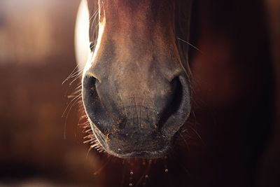 Close-up of horse