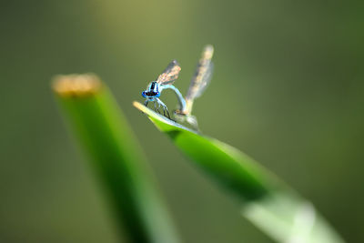 Close-up of insect on plant