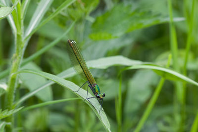 Close-up of damselfly on plant