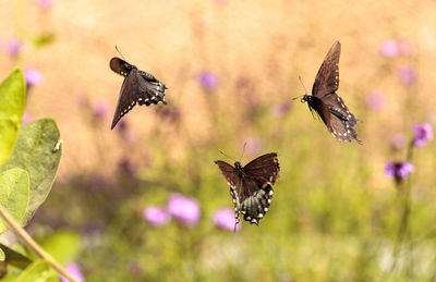 Close-up of butterfly flying