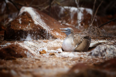 Close-up of bird on land