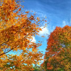 Low angle view of tree against sky