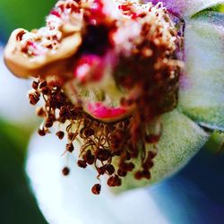 Close-up of flowers